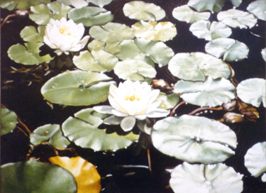 Lily Pads oil painting by Victoria Chiofalo